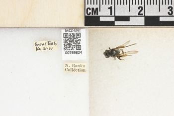 Media type: image;   Entomology 769824 Aspect: Labels